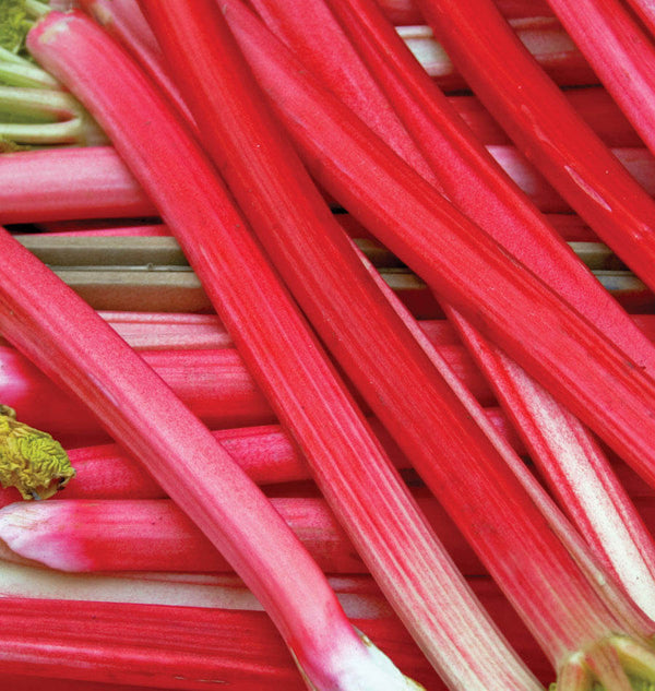 How to Grow Rhubarb