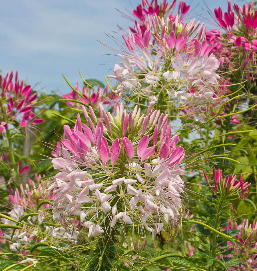 Cleome