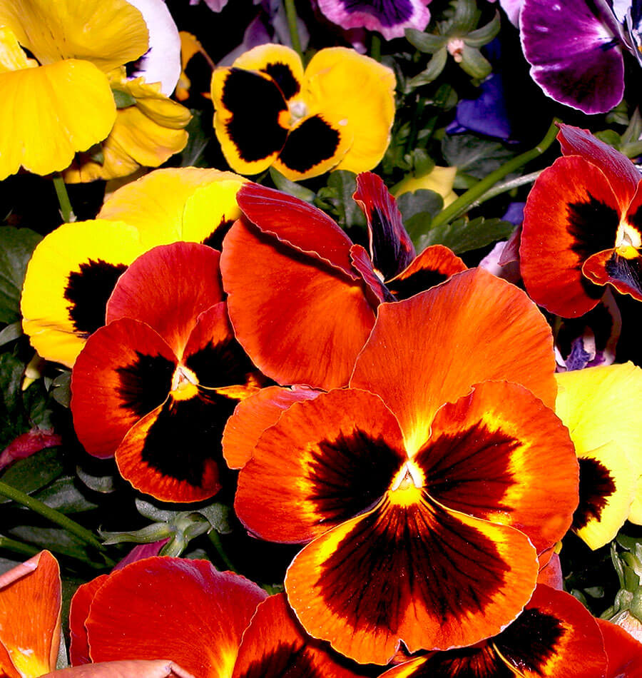 Pansies