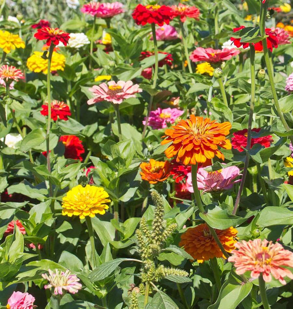 How to Grow Zinnias