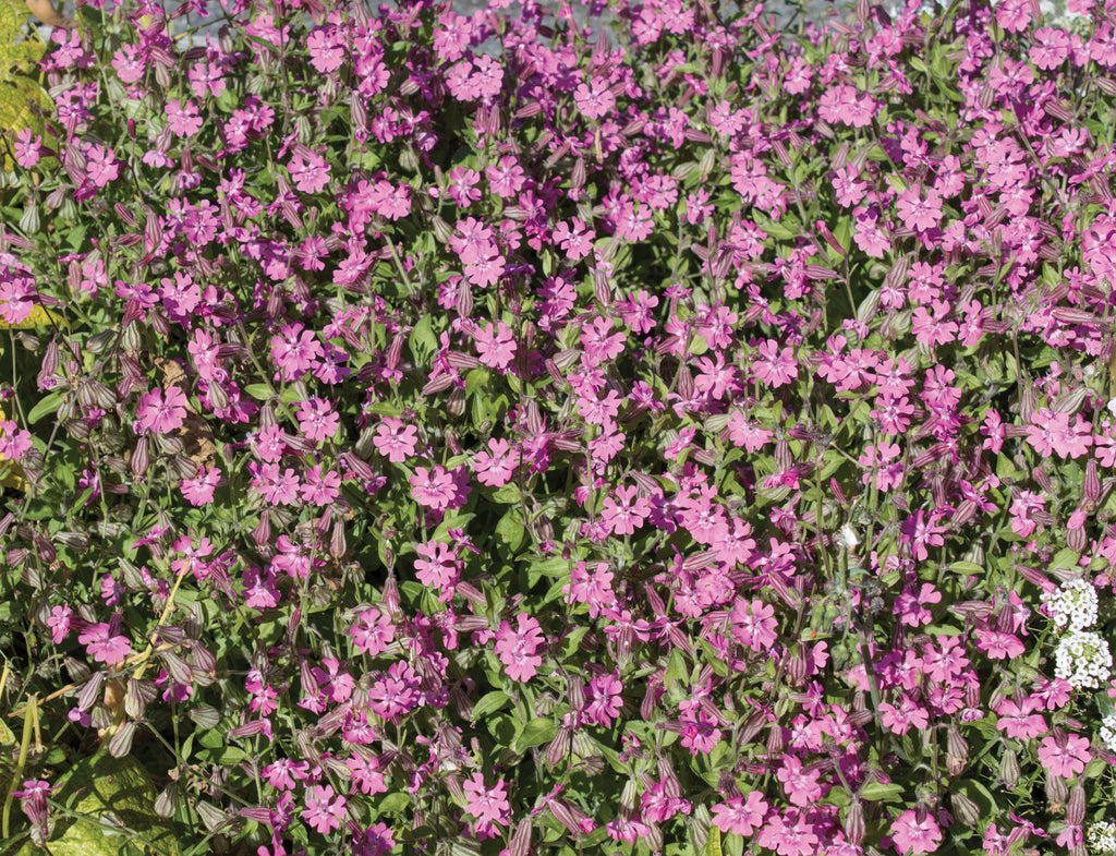 How to Grow Saponaria – West Coast Seeds