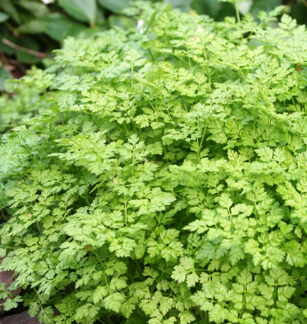 How to grow chervil