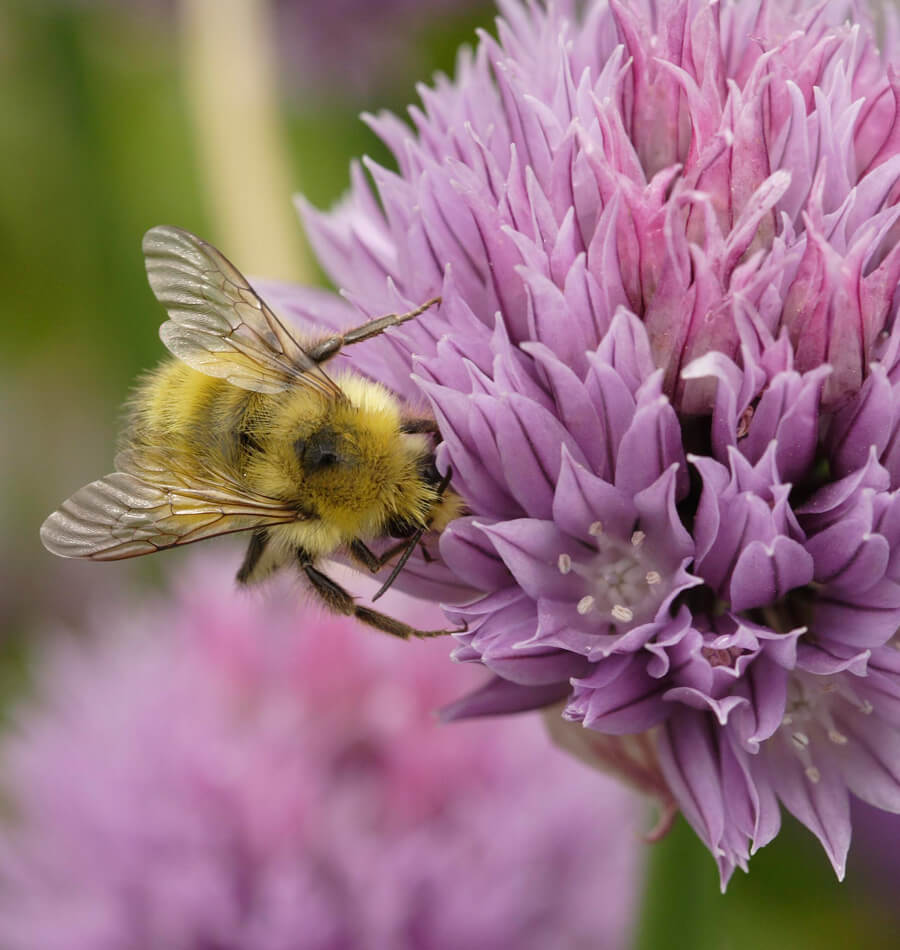 Chives