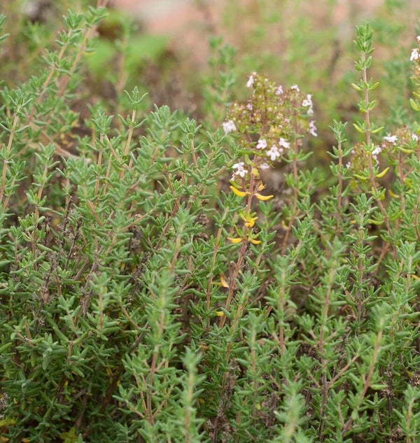 How to Grow Thyme