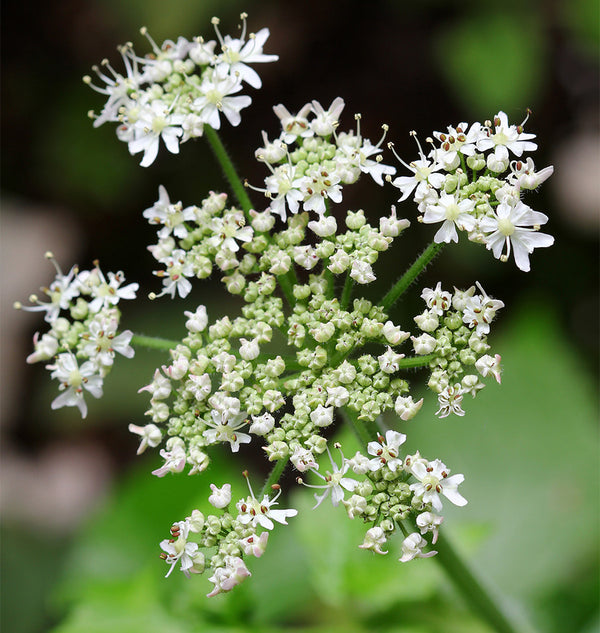 How to grow caraway