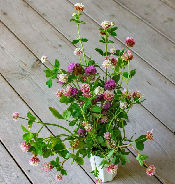 How to Grow Bees in Clover