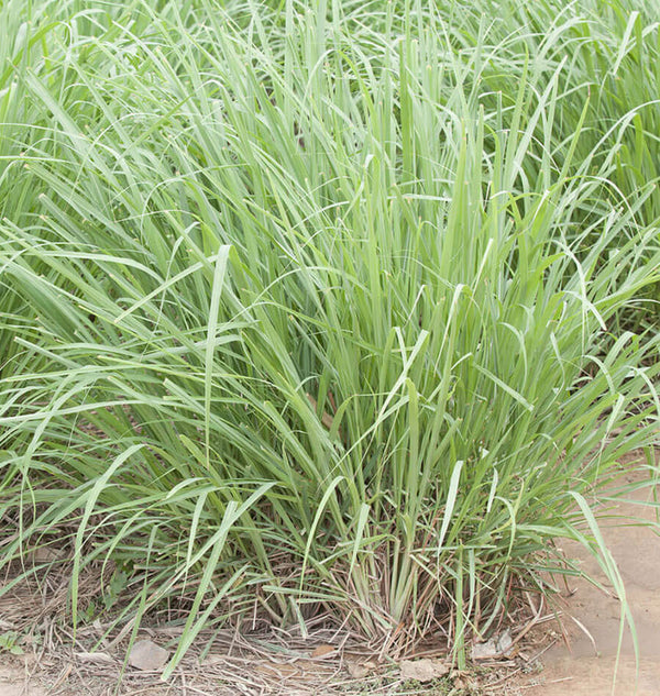 How to grow lemongrass