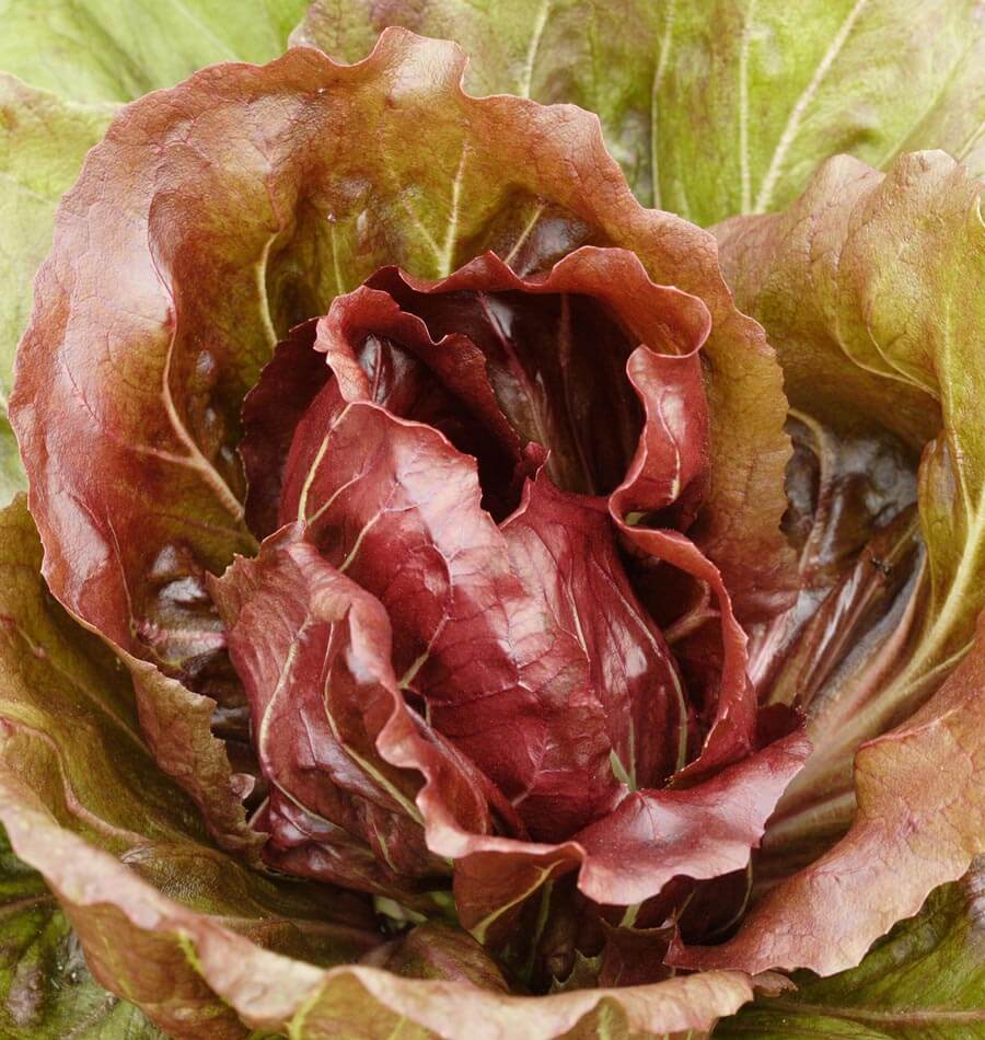 Endive & Radicchio