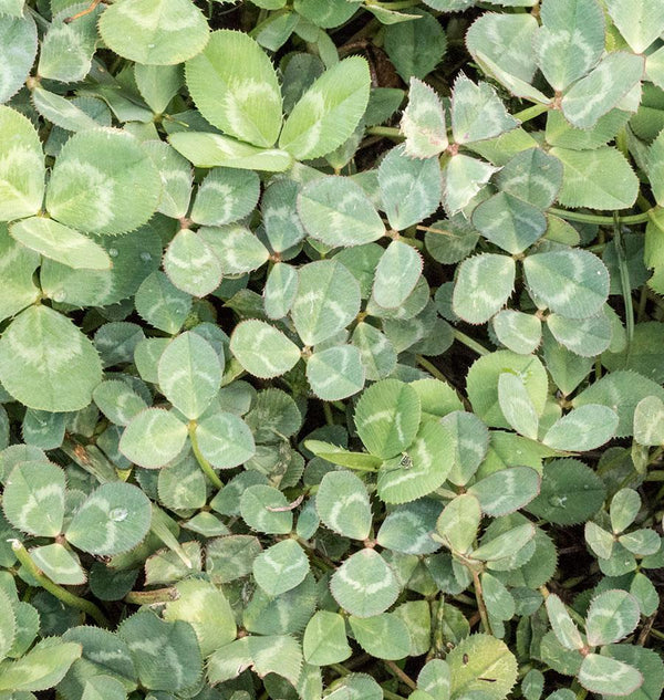 How to Grow Microclover Pelleted Seeds