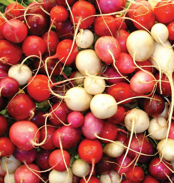 How to grow radishes