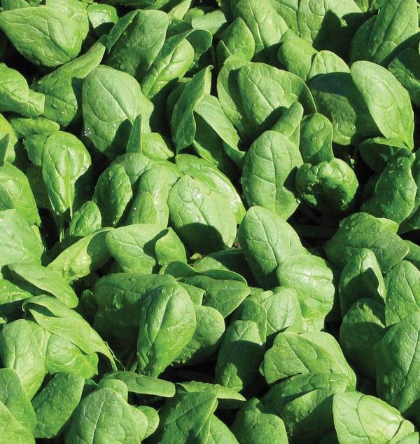 How to grow spinach