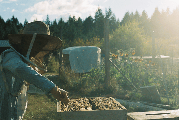 urban bee keeper west coast seeds