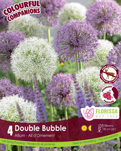 Allium Double Bubble 4/pk