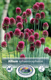 Allium Drumstick 30/pk