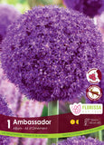 Allium Ambassador 1/pk