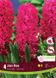 Hyacinth Jan Bos 4/pk