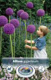 Allium Giganteum 1/pk