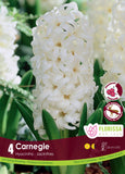 Hyacinth Carnegie 4/pk