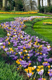 Crocus Botanical Mix 20/pk