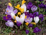 Crocus Botanical Mix 20/pk