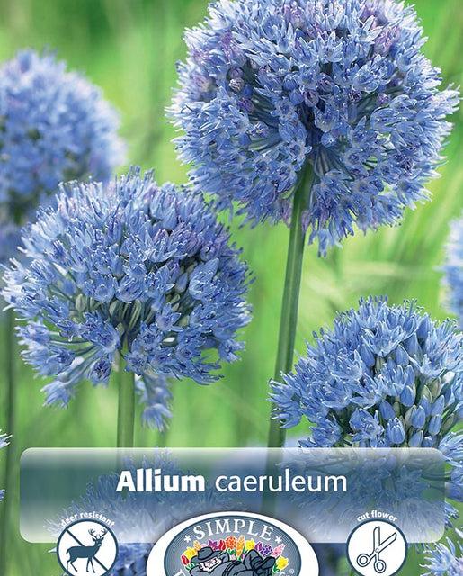 Allium Caeruleum (Azureum) 20/pk