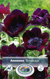 Anemone Bordeaux 10/pk