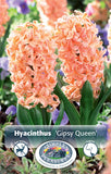 Hyacinth Gypsy Queen 5/pk