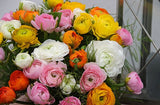 Ranunculus Mixed 5/pk