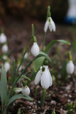 Snowdrops Galanthus Mount Everest 5/pk