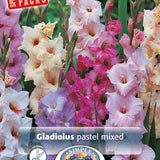 Gladiolus Pastel Mix 30pk