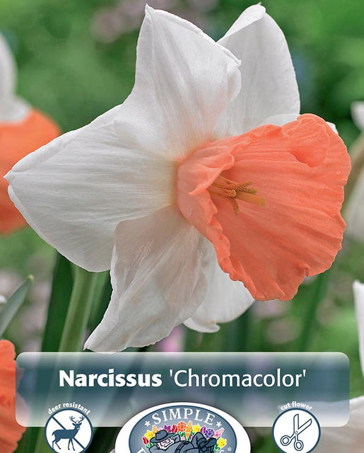 Narcissus Chromacolor 5/pk