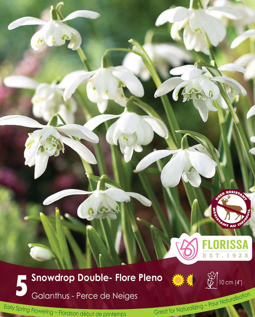 Snowdrops Double Flore Pleno 5/pk