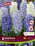 Hyacinth Seabreeze