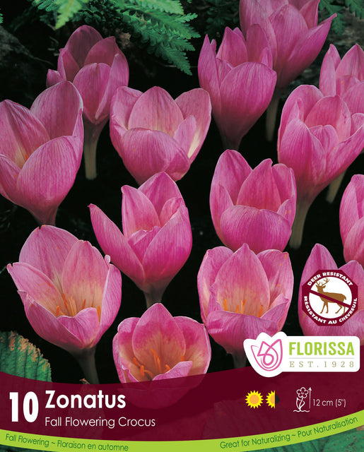 Crocus Zonatus 10/pk