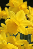 Narcissus King Alfred 5/pk