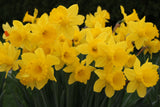 Narcissus King Alfred 5/pk