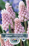 Muscari Pink Sunrise 5/pk