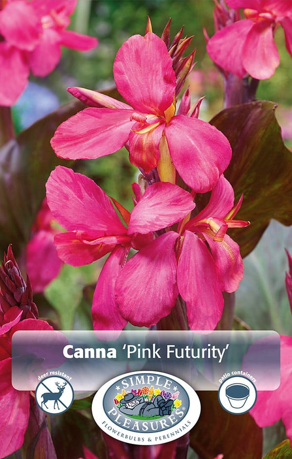 Canna Lily Pink Futurity 1pk - 1pk