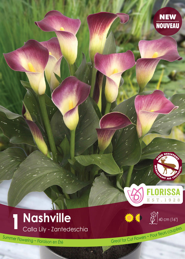 Calla Lily Nashville 1pk – West Coast Seeds