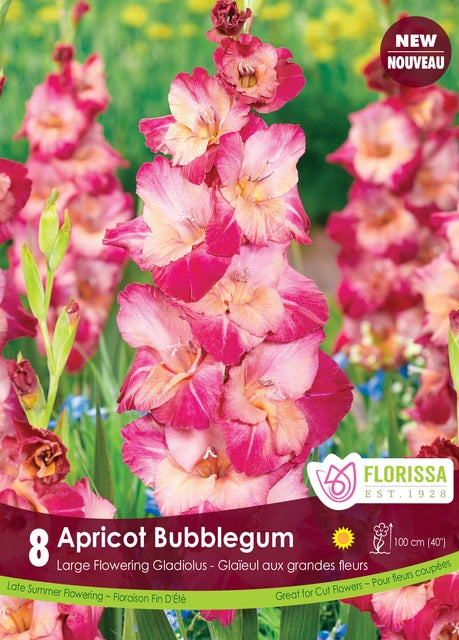 Gladiolus Apricot Bubblegum 8pk