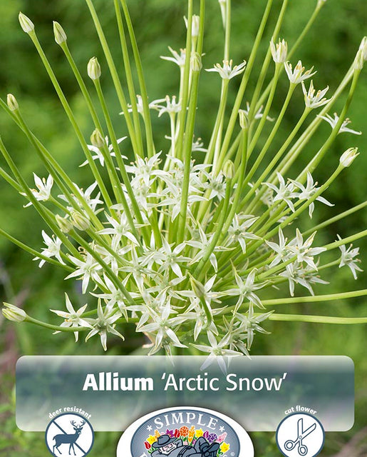 Allium Arctic Snow 2/pk