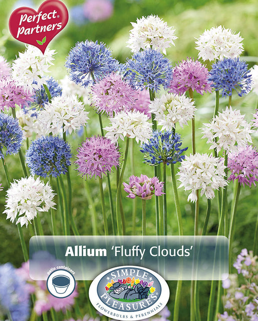 Allium Fluffy Clouds 40/pk