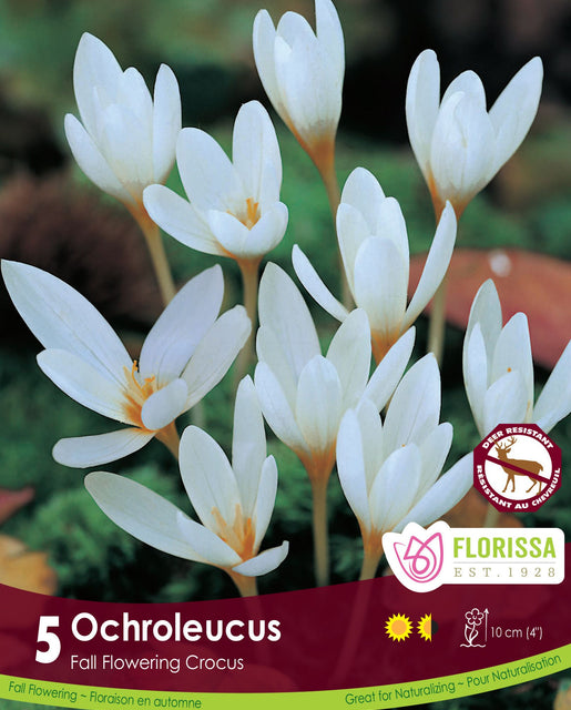 Crocus Ochroleucus 5/pk