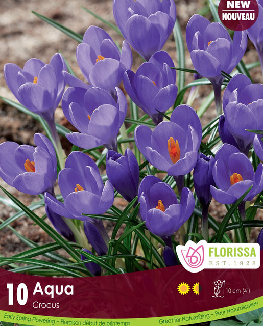 Crocus Aqua 10/pk