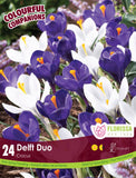 Crocus Delft Duo 24/pk