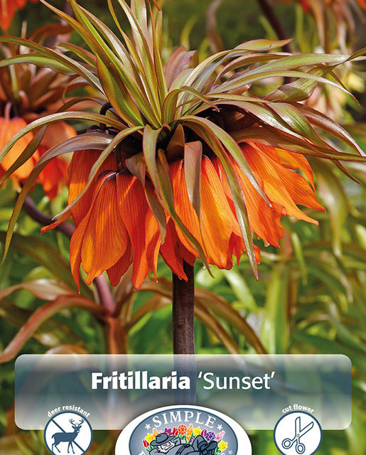 Fritillaria Sunset 1/pk