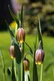 Fritillaria Uva Vulpis 10/pk