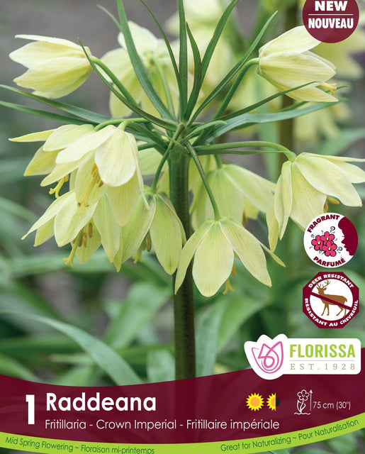 Fritillaria Raddeana 1/pk