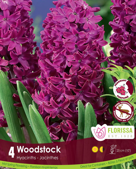 Hyacinth Woodstock 4/pk