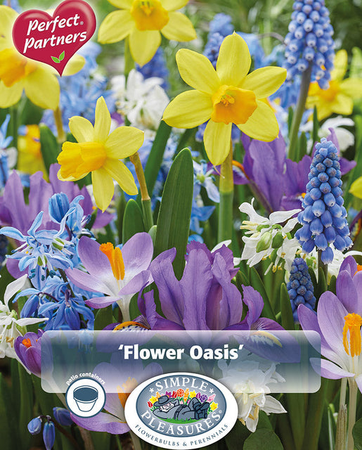 Flower Oasis Mix 50/pk